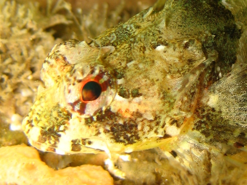 2009-05-25 St Abbs 034.jpg